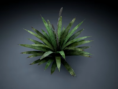 Green Succulent Plant with Radial Arrangement of Textured Leaves in 3D Rendered Form 3d model