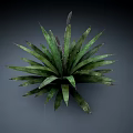 Green Succulent Plant with Radial Arrangement of Textured Leaves in 3D Rendered Form