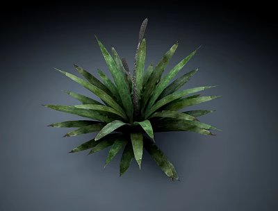 Green Succulent Plant with Radial Arrangement of Textured Leaves in 3D Rendered Form 3d model