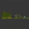 Diverse Green Plants With Different Heights Shapes Herbs Ferns And Small Flowers On Dark Background