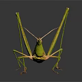 Green Grasshopper with Long Legs and Antennae on Dark Background Detailed View