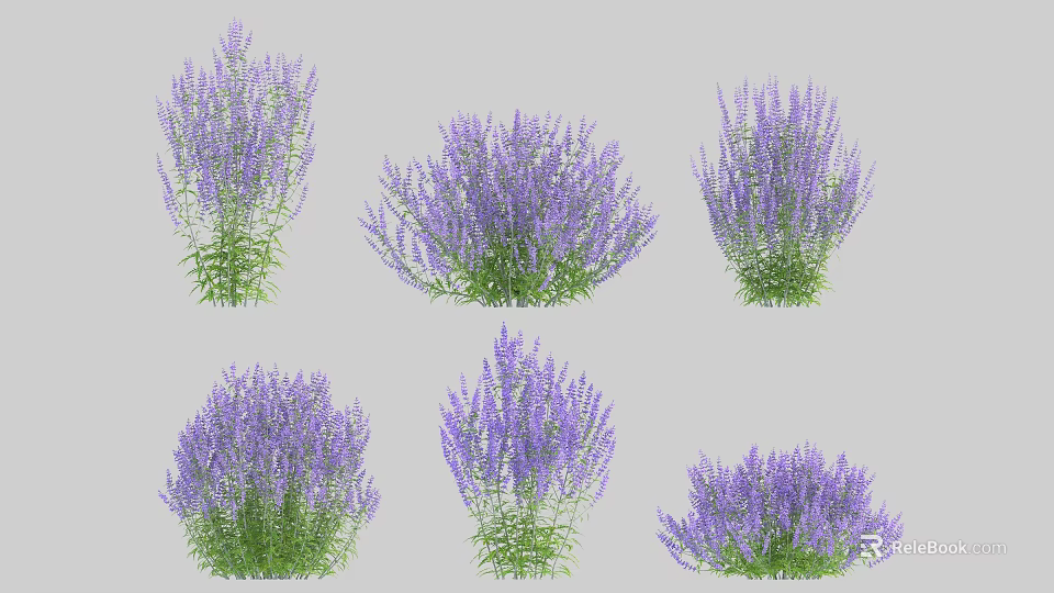 Multiple Lavender Plants With Purple Flowers And Green Leaves In Garden 3d model 