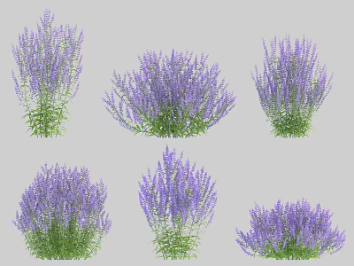 Multiple Lavender Plants With Purple Flowers And Green Leaves In Garden 3d model