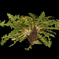 Fresh Dandelion Plant With Bright Yellow Flowers And Serrated Green Leaves
