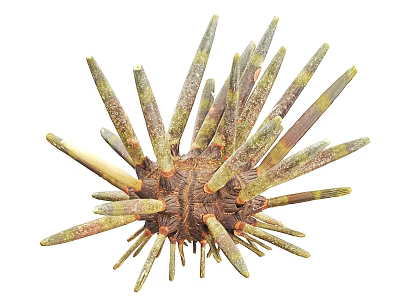 Spiny Sea Urchin With Long Green And Brown Spines On Round Body 3d model