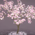 Sakura Tree Sakura Tree Cartoon Tree Cartoon Flower 3d model