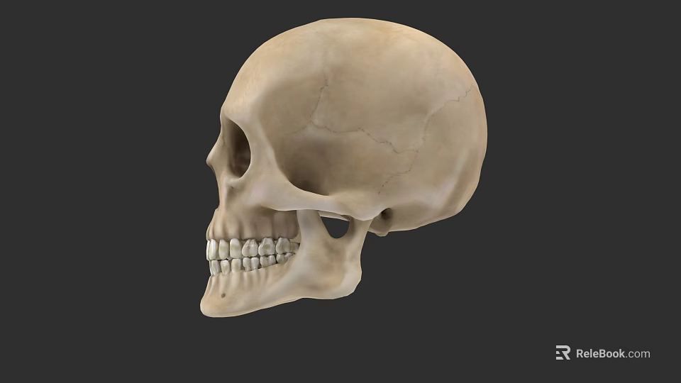 Human Skull Side View With Detailed Bone Structure And Visible Teeth 3d model 