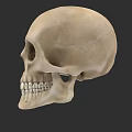 Human Skull Side View With Detailed Bone Structure And Visible Teeth 3d model