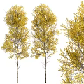 Three Slender Trunk Trees With Yellow Leaves On White Background 3d model