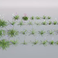 Colorful Flower Plants With Purple White Blooms And Green Long Leaves Clump Growing In Garden