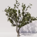 Outdoor Ornamental Arbor Trees With Pink Blossoms And Lush Green Foliage For Landscaping