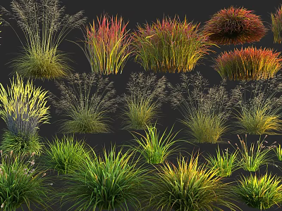 Colorful Ornamental Grasses With Various Types And Vibrant Green Red Yellow Hues 3d model