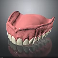 Human Mandible Anatomical Model With White Teeth And Pink Gum Structure
