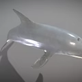 Detailed Realistic 3D Dolphin Model With Silver Gray Body Leaping Pose 3d model