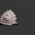 Marine Mollusk With Spiral Brown White Patterned Textured Seashell Surface 3d model