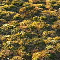 Vibrant Green and Yellow Wildflowers Flourishing in Lush Natural Grassland Area