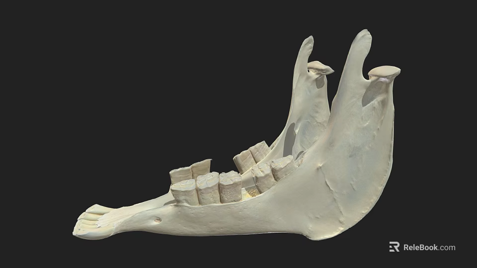 Game Movie Character White Jawbone Skeleton Model With Teeth Structure On Black Background 3d model 