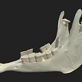 Game Movie Character White Jawbone Skeleton Model With Teeth Structure On Black Background