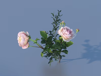 Pink Peony Flowers In Ceramic Vase With Green Leaves And Fresh Stems 3d model
