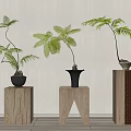 Bonsai Potted Plants With Lush Fern Leaves On Wooden Stands For Indoor Decor
