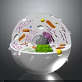 Organ and Hair Cellular Structure 3D Model with Colorful Organelles and Clear Details
