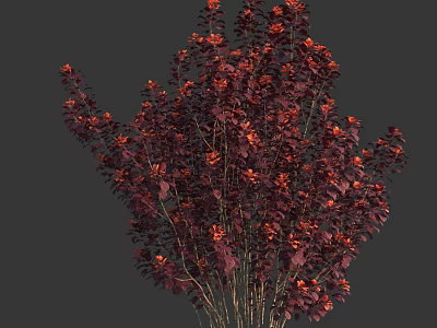 Ornamental Garden Shrub Featuring Vibrant Red And Purple Dense Foliage Leaves For Landscaping 3d model