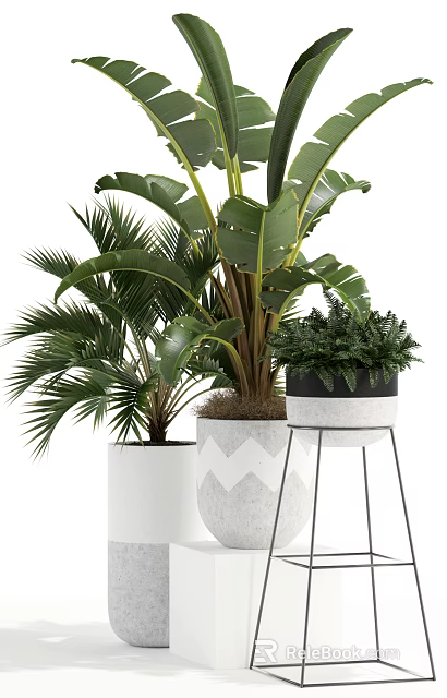 Various Green Potted Plants with Large Leaves Ferns and Stylish Pots on Stands 3d model 