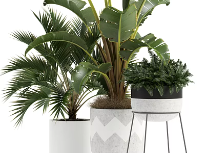 Various Green Potted Plants with Large Leaves Ferns and Stylish Pots on Stands 3d model