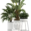 Various Green Potted Plants with Large Leaves Ferns and Stylish Pots on Stands