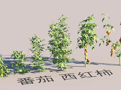 Garden Landscape Featuring Tomato Plants With Various Heights Ripe Fruits And Green Leaves 3d model