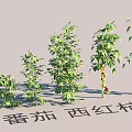 Garden Landscape Featuring Tomato Plants With Various Heights Ripe Fruits And Green Leaves
