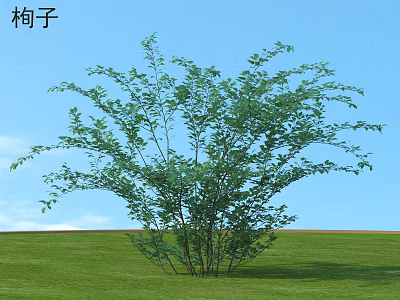 Cotoneaster Shrub With Lush Green Leaves Against Blue Sky And Green Grass In Natural Landscape 3d model