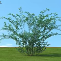 Cotoneaster Shrub With Lush Green Leaves Against Blue Sky And Green Grass In Natural Landscape