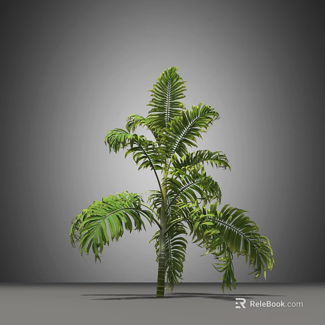 Tall Green Tree With Feathery Fronds And Lush Foliage In Simple Background 3d model 