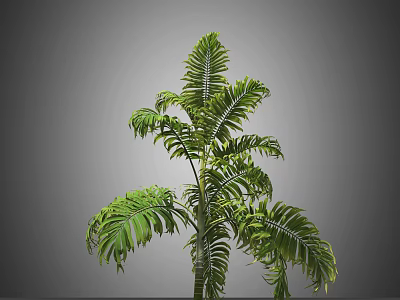 Tall Green Tree With Feathery Fronds And Lush Foliage In Simple Background 3d model