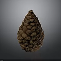 Natural Brown Pine Cone With Scaly Texture Isolated On Gray Background