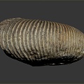 Chi chrysanthemum stone ancient fossil stone chrysanthemum fossil items 3d model