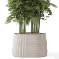 Lush Bamboo Bonsai Plant with Tall Stems and Green Leaves in Textured Pots