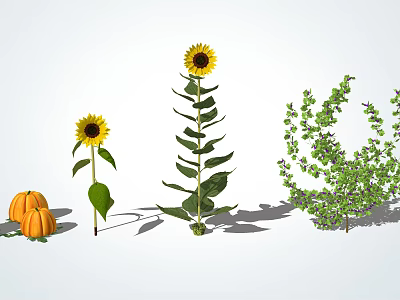 Vibrant Sunflowers Pumpkins And Lush Green Shrubs In Natural Plant Arrangement 3d model