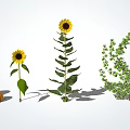 Vibrant Sunflowers Pumpkins And Lush Green Shrubs In Natural Plant Arrangement