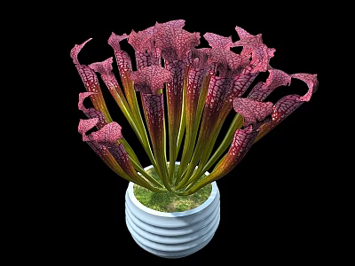 Purple Red Trumpet Shaped Bonsai Potted Plant In White Striped Pot With Green Moss 3d model