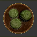 Three Green Cactus Plants In Orange Terracotta Pot On Dark Background