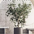 Modern Interior Featuring Olive Tree Bonsai In Gray Planter Against Concrete Archway