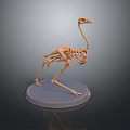 Ostrich Skeleton Model Displaying Bone Organs And Hair Structure On Stand 3d model