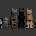 Group of Different Breed Cats With Various Colors Standing Together on Dark Smooth Surface