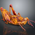 Fried Grasshopper With Orange Yellow Exoskeleton Long Legs And Antennae On Dark Reflective Surface