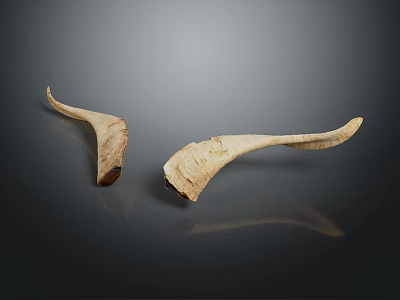 Two Natural Animal Horns With Textured Surface On Dark Background And Reflection 3d model