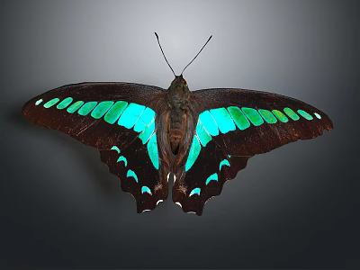 Vibrant Dark Winged Butterfly With Turquoise Green Spots On Gray Background 3d model