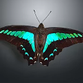Vibrant Dark Winged Butterfly With Turquoise Green Spots On Gray Background