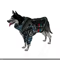 Siberian Husky Dog Wearing Camouflage Tactical Vest With Utility Pockets On White Background